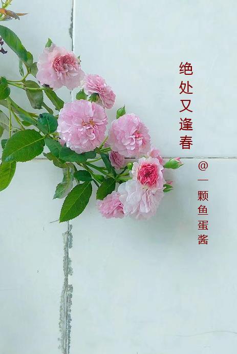绝处逢生怎么登录进去